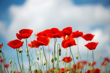 Flowers Red poppies blossom on wild field. Beautiful field red poppies with selective focus. soft light. Natural drugs. Glade of red poppies. Lonely poppy. Soft focus blur - Image