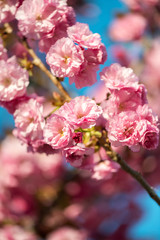 Fototapeta na wymiar Beautiful cherry blossom , pink sakura flower on nature background - selective focus