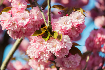 Beautiful cherry blossom , pink sakura flower on nature background - selective focus