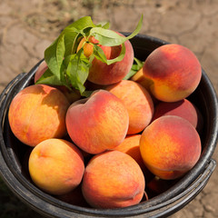 a lot of red ripe peaches in a plastic bucket, a large fruit crop, a concept
