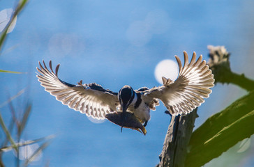 Kingfisher in flight