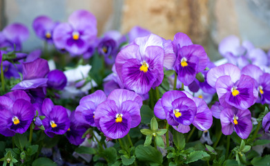 close up of purple pansy flower growing in the spring garden - selective focus