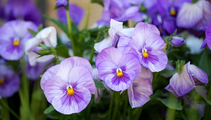close up of purple pansy flower growing in the spring garden - selective focus