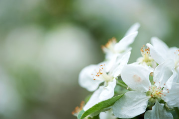 Spring blossom: branch of a blossoming apple tree on garden background - selective focus, space for text