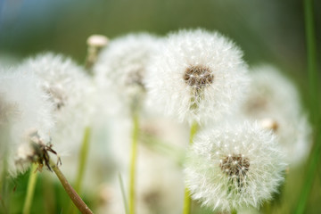 Beautiful white dandelion with seeds on green background - selective focus, space for text