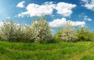 Obraz premium Blossoming apple garden in spring - copy space