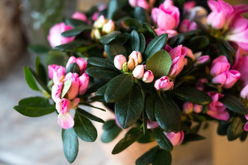 Pink azalea bush in the garden. Season of flowering azaleas.Blooming pink rhododendron in japanese garden.Selective focus