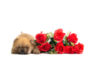 Chow chow puppy  front lying down  isolated on a white background.With roses for valentine