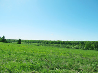 Fototapeta premium Russian field and forest on a Sunny spring day. 