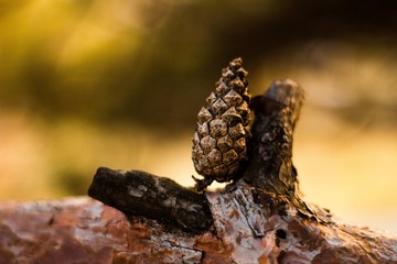 Cone on a branch, tree with cones 