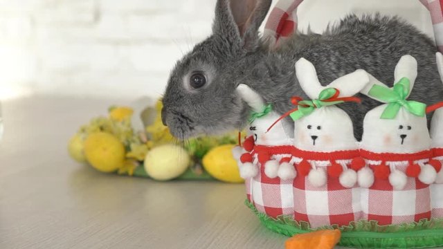 Easter Bunny Rabbit Basket Cute Background