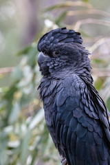 Headshot of black cuckatoo