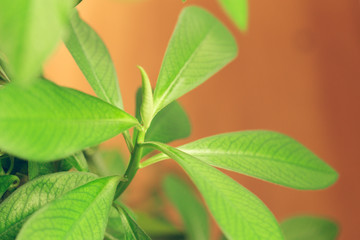 Green fresh plants grass closeup for background