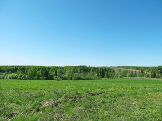 Russian green forest and a field with a road on a cloudless day