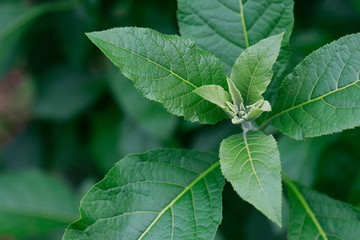 Fototapeta na wymiar Green organic herbal leaf in garden 