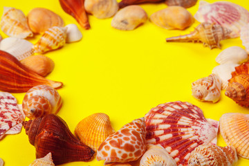 Seashells on a yellow background.