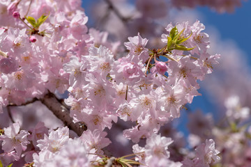 Cherry blossoms blooming in Koto ward Tokyo, Japan