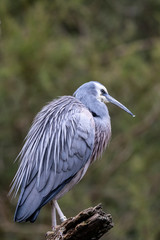 Blue heron with feather in its beak