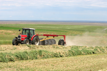 Fototapeta na wymiar Agriculture - Alfalfa