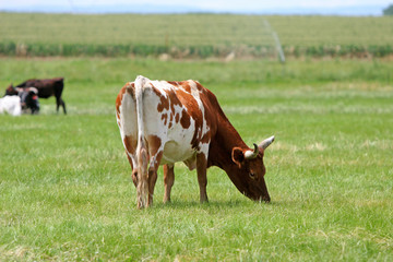 Fototapeta na wymiar Agriculture - Beef Cows