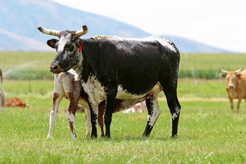 Agriculture - Beef Cows
