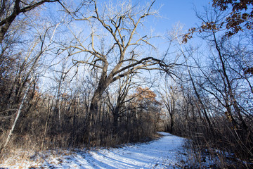 Trail walk in snow, Minnesota