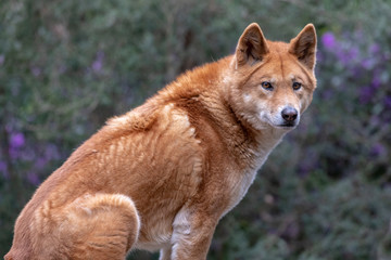 Fototapeta premium Australijskie dingo