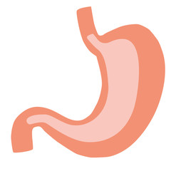 Obraz premium Illustration of Human Internal Stomach Anatomy. Colorful vector illustration in flat cartoon style.