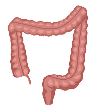 Human digestive system intestines gut anatomy. Colorful vector illustration in flat cartoon style.