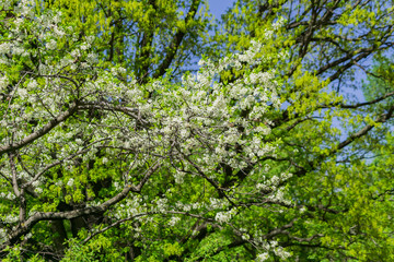 Fototapeta na wymiar Blooming cherry tree close up. Spring foliage.