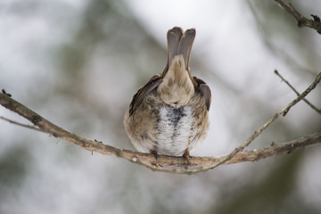 The bird begins its flight. Sparrow flies from a branch.