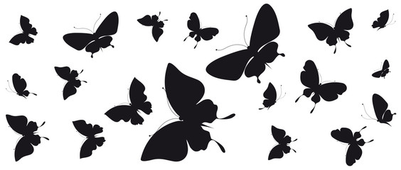 black butterfly, isolated on a white