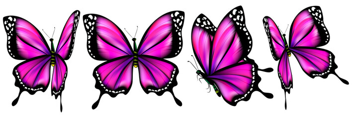 beautiful pink butterflies, isolated  on a white