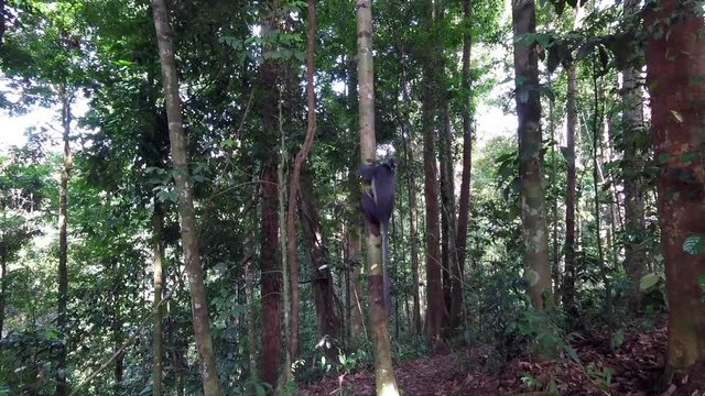 Thomas leaf monkey eating and climbing up in Bukit Lawan NP, Sumatra, Indonesia.