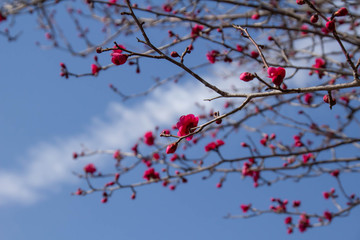 咲き始めた紅梅の花