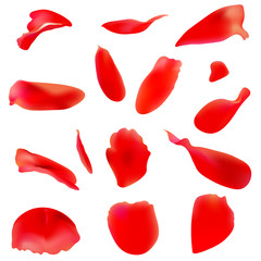 red rose petals, flowers, isolated on a white
