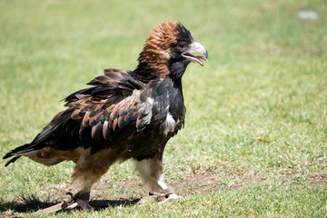 this is a close up of a black breasted buzzard