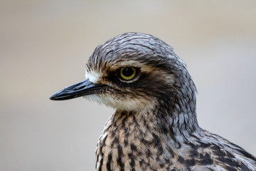 Headshot of brown water bird