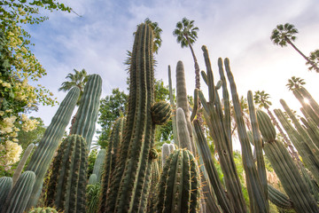 Panorama of The Majorelle Garden is a botanical garden and artist's landscape park in Marrakech,...