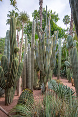 Panorama of The Majorelle Garden is a botanical garden and artist's landscape park in Marrakech, Morocco. Jardin Majorelle Cactus and tropical palms. Paradise inside the desert country