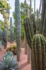 Panorama of The Majorelle Garden is a botanical garden and artist's landscape park in Marrakech,...