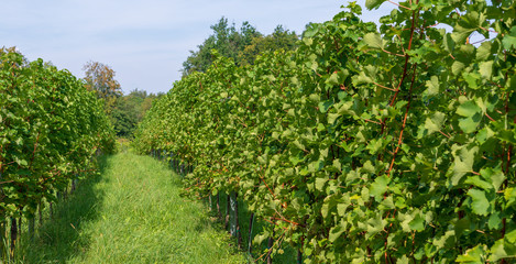 Fototapeta na wymiar Backround or banner: vineyard
