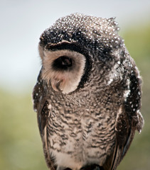 this is a close up of a masked owl. farmer make breeding boxes as they kill off the mice and rats