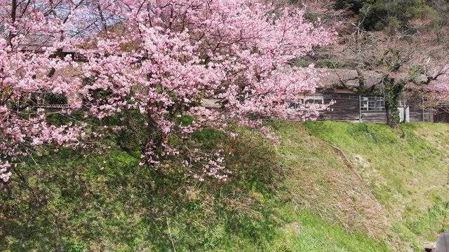 ドローン空撮 廃校と桜 上昇