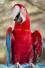 portrait of a red and green macawmacaw