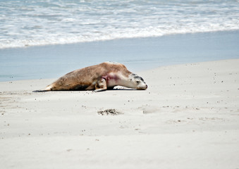 sea lion on the beach at Seal Bay, Kangaroo Island, Australia