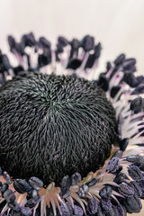 close up pink and white anemones in glass vase. Bunch pastel color. the concept of a florist in a flower shop. Wallpaper. The pistils and stamens, the heart of the flower