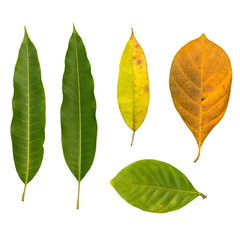 Set of Leaves isolated on a white background.