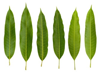 Set of Green Leaves isolated on a white background.