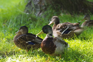 Erbel mit seinen Stockenten